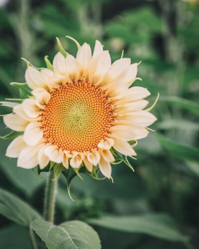 use-white-lite-sunflowers-petal-back-farm
