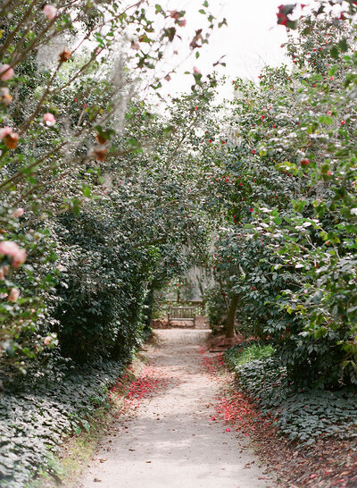 Romantic camellia allée from one of the oldest manicured gardens in the United States