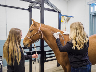 Equine in-clinic hospital care