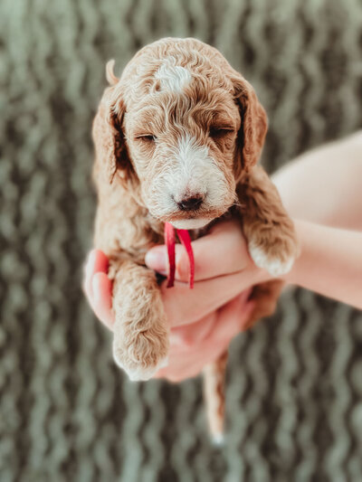 Red Collar Female 3 Weeks-7