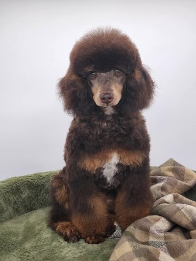 0631cf5c-49a0-4ff9-94b6-97567af6bac0