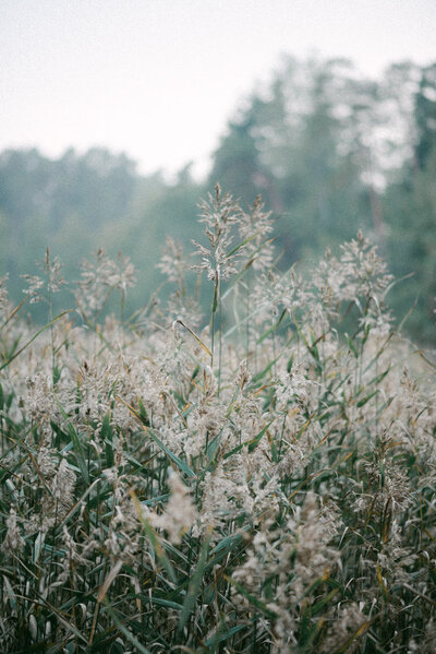 A photograph of reeds by photographer Hannika Gabrielsson