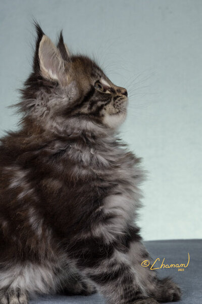 Champion_maine_coon_grace_3