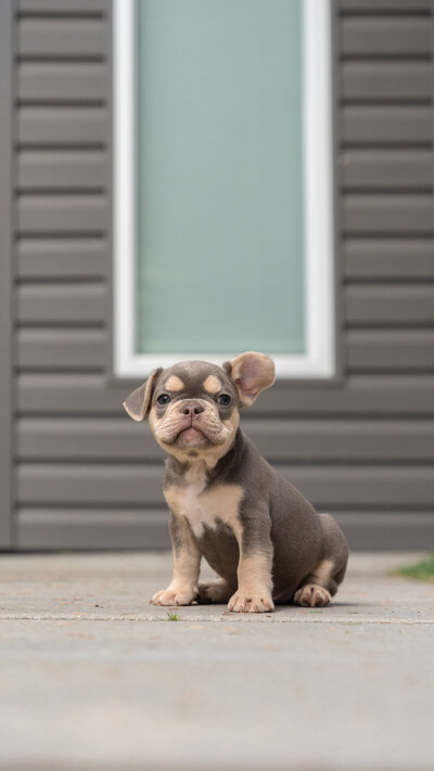 Lilac French Bulldog