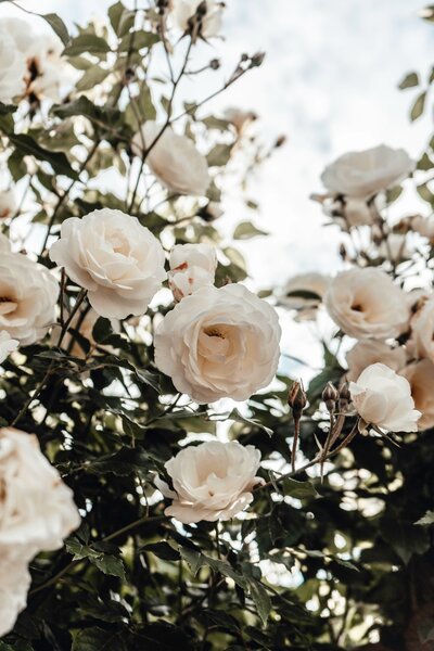 image of white roses