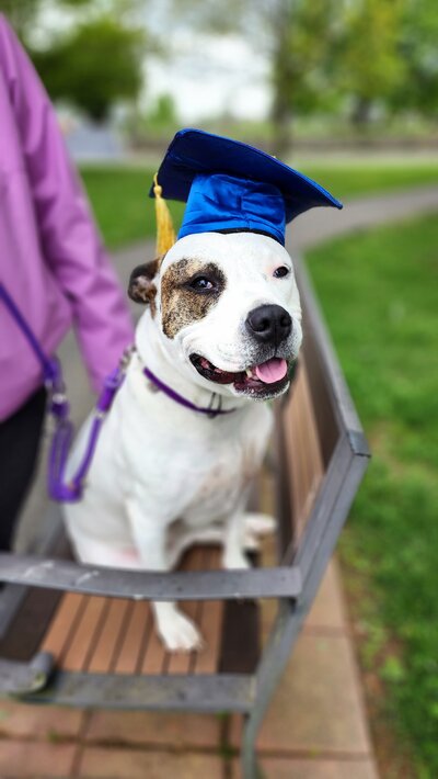 Pitbull sitting on a bench wearing a graduation cap
