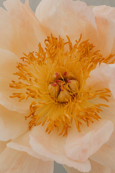 kaboompics_blooming-summer-a-floral-backgrounds-collection-31884