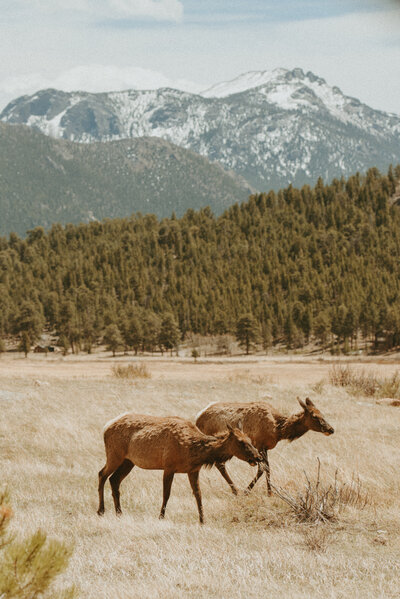 Elk in the Valley, Colorado