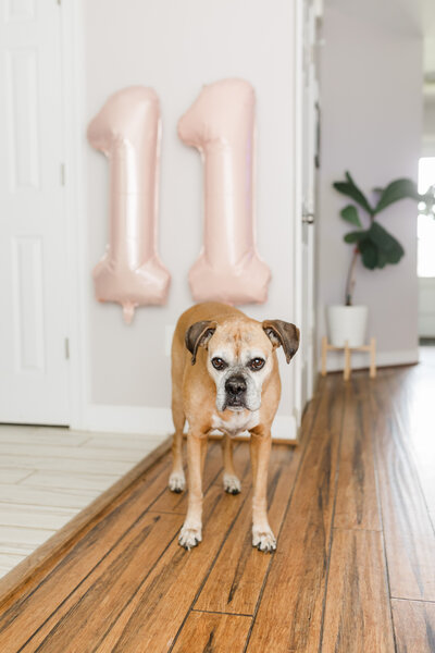 Elsa the dog of Erika Frances Photography
