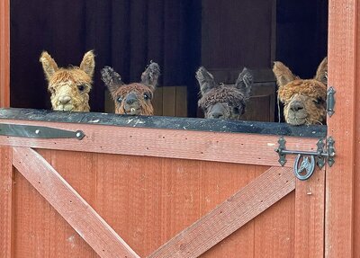 Alpacas at a fence