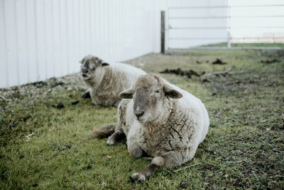 Lambs lying near barns at Spirit's Respite Ranch, showing the peaceful rural setting and therapeutic environment in Southern Alberta