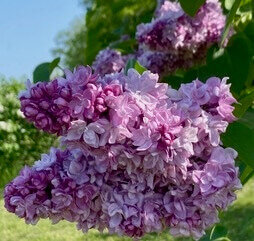 Katherine Havemeyer syringa vulgaris pink magenta heirloom lilac at North Country Lilacs nursery in Canton, New York