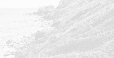 black and white picture of an aloe vera plant on St. John virgin islands