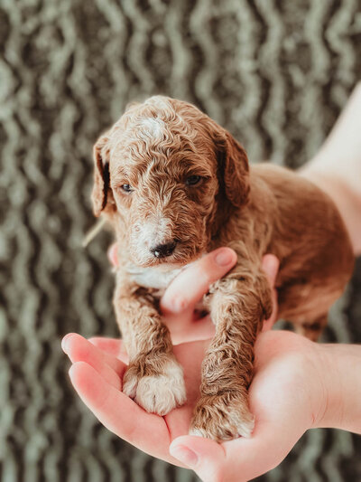 Yellow Collar Male 3 Weeks-2