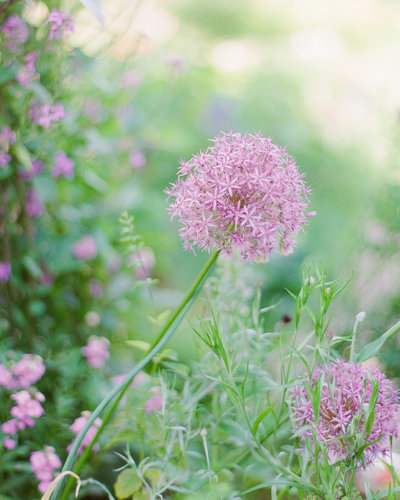 Paris-Wedding-Photographer-Film-Photographer-France-Molly-Carr-Photography-14