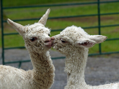 GALA llamas and alpacas