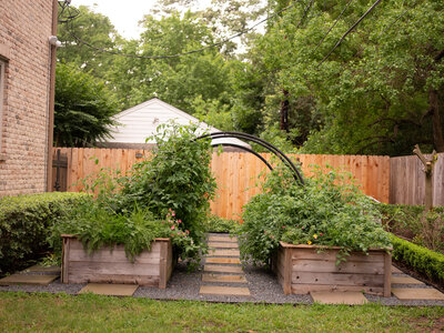 2 Raised Garden beds with lush vines of produce growing sustainably and organically. 