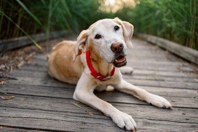 Lauren-Ashley-Studios-Pets-8