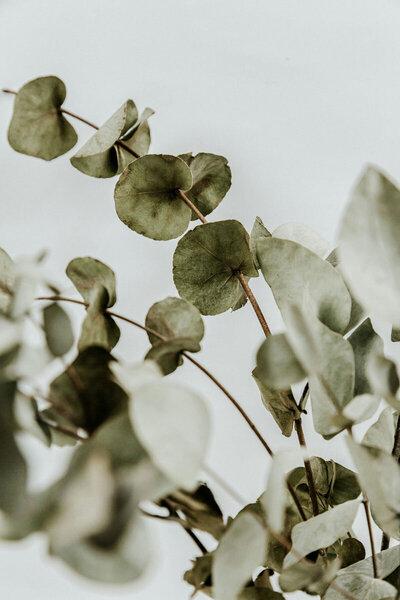 diana-polekhina-dxXIImOQwF4-unsplash