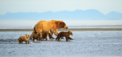 Mama bear and 4 cubs walking along the beach searching for fish and clams. Image captured by Beth Benecki of E. Benecki Photography