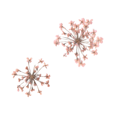 Pink flowers web element
