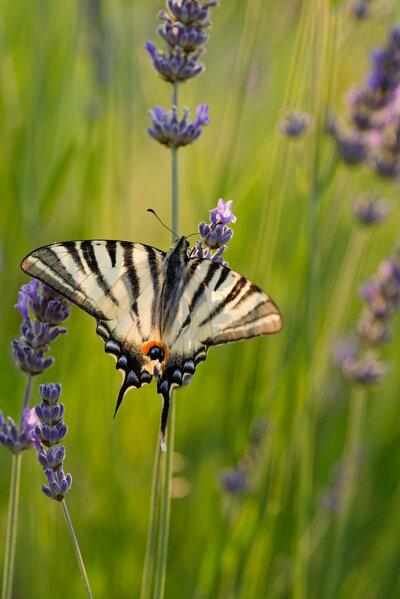 Butterfly-and-lavender-at-Havenwyld