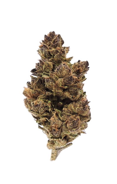 Dried Fortune Cookie bud
