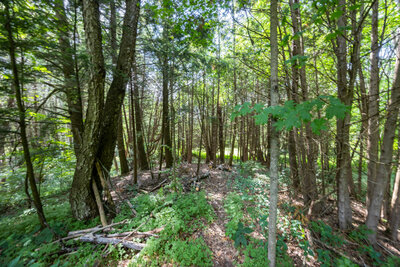 4204 Conc 8 woods