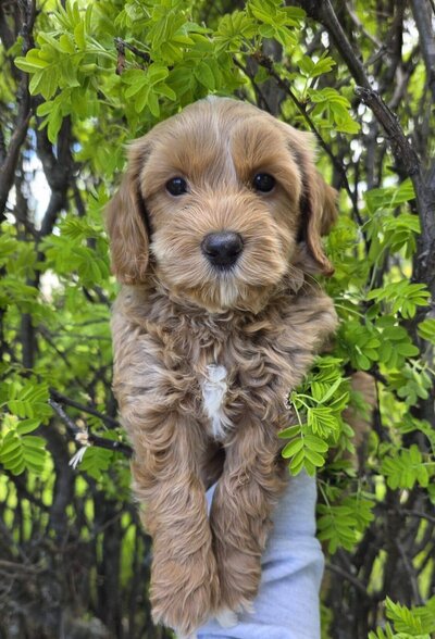 Apricot Australian Labradoodle Poppy