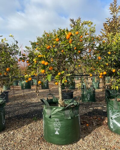 Go Green Nurseries Mature Mandarin tree