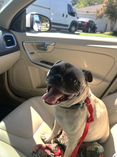 Frida (1)