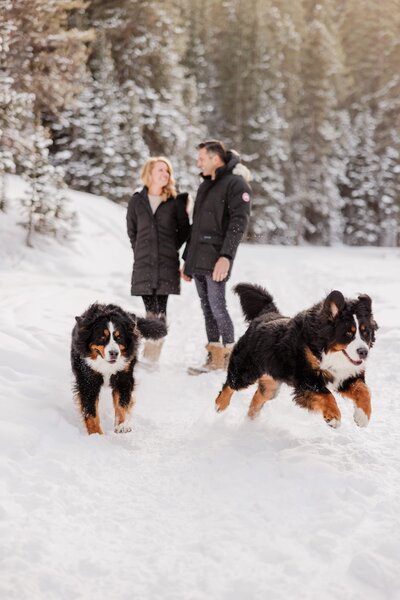 An image from a Breckenridge Couples Photography session of two happy dogs leaping in the snow while mom and dad hike behind them