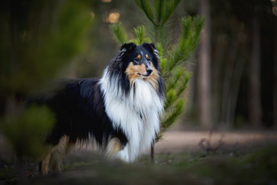 rough collie at kuipto forest south australia