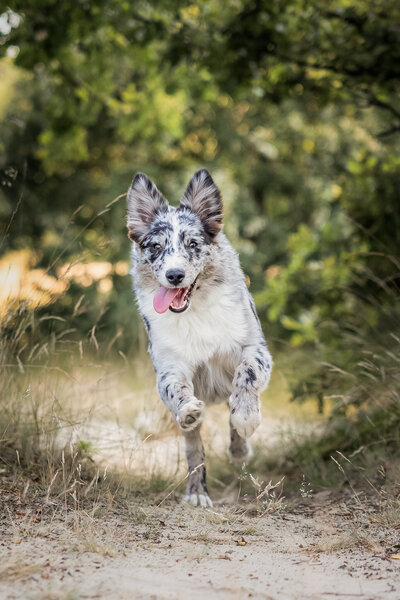Honden fotograaf Den Bosch