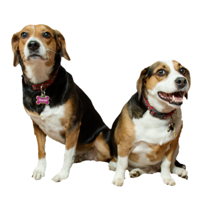 Two beagles in Saint Louis