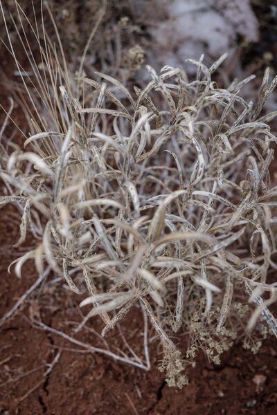 wyoming winter foliage