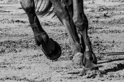 running horse hooves in black and white