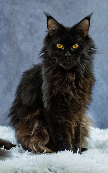 Champion_maine_coon_delilah_03