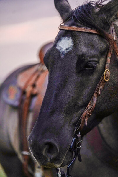 horse with deep dark colors and a bridle on