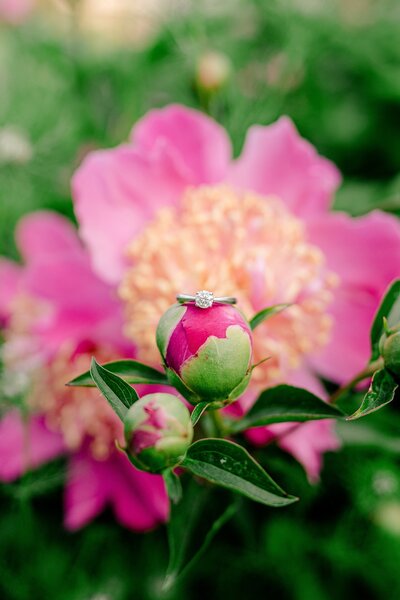 A silver engagement ring on a peony bud by Northern Virginia wedding photographer Beauty of the Soul Studio