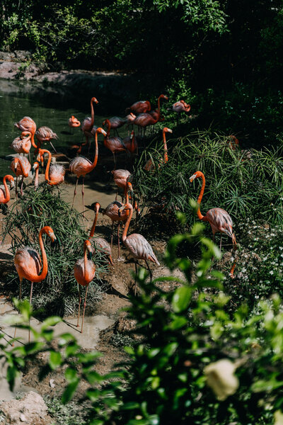 Flock of flamingos gathered at a lush green lagoon, highlighting wildlife conservation travel.