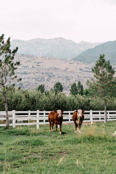 Wadley Farms is still a working farm and we grow not only crops but also raise free-range grass-fed cows