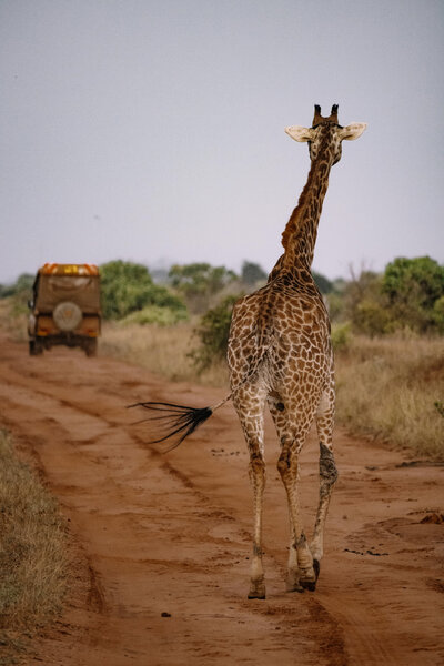 Giraffe walking along a dirt safari track with a vehicle in the distance.