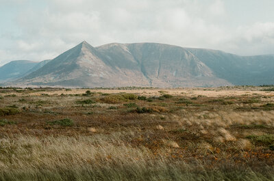 film photo of Long Range Mountains in Codroy, Newfoundland with tall grass in foreground