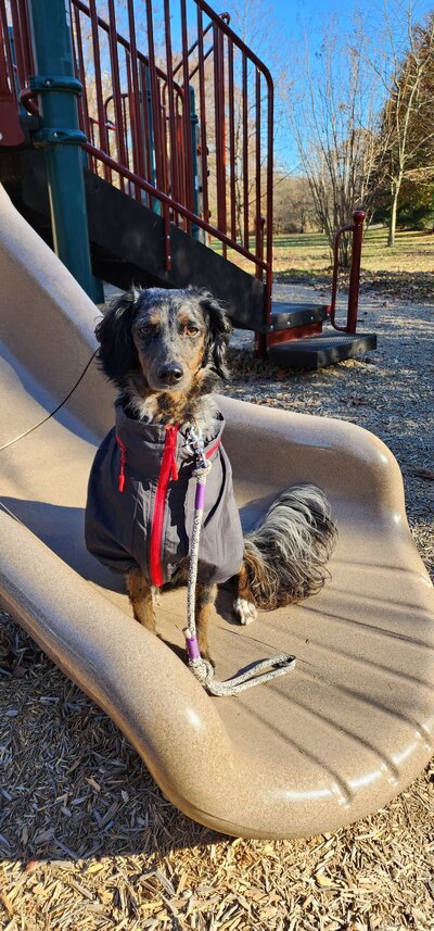 A small dog sitting on a slide