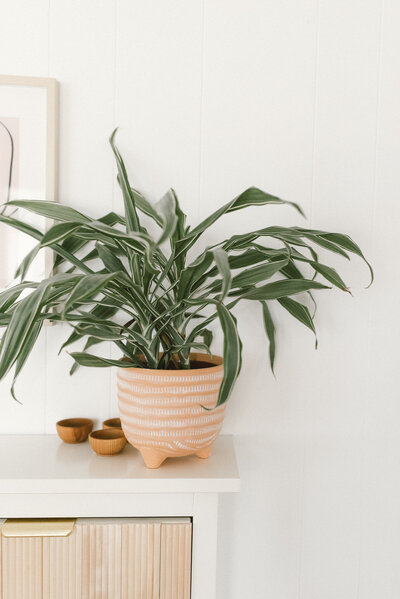 Plant in house real estate details