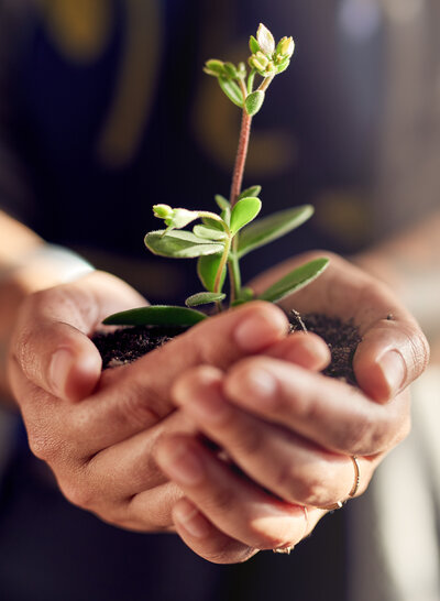 nurturing-new-life-closeup-shot-of-a-womans-hands-holding-a-seedling