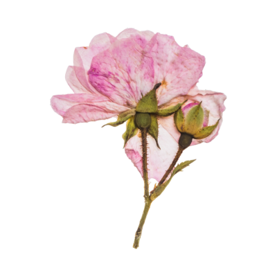 Dried pink flower web element