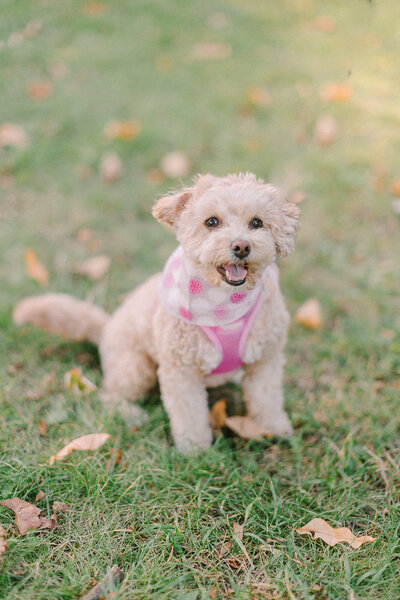 junophoto_Amanda_and_Chris_engagement_session-085