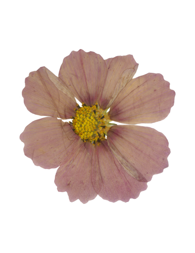 dried pink flower